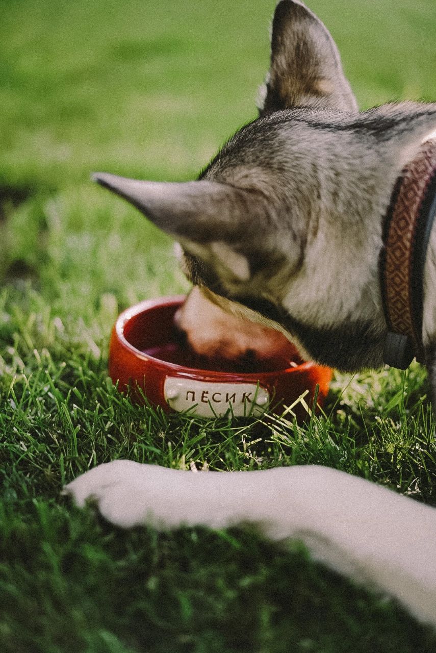 Миска для питомца фото 5