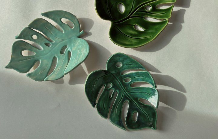 Монстера 14+ фото 8