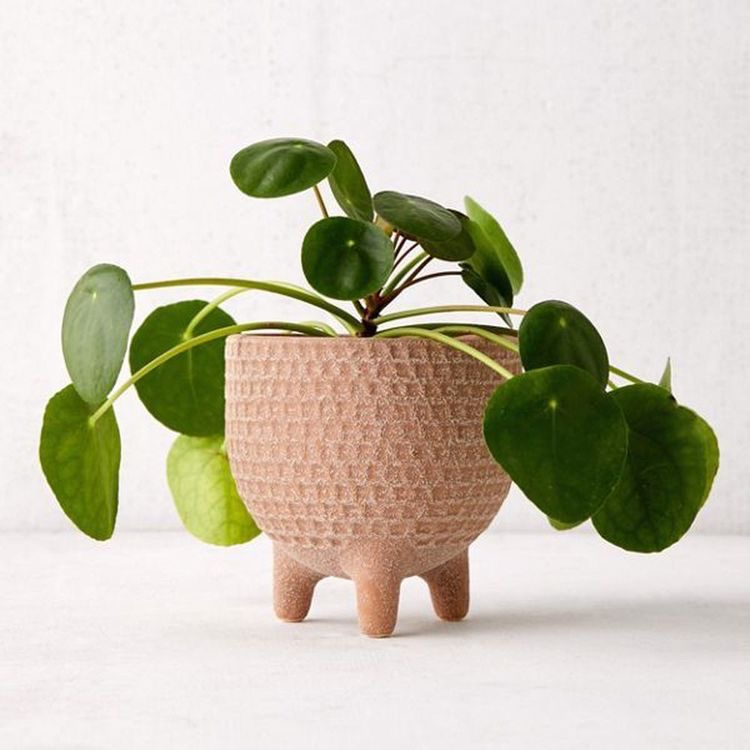 Горшочек для суккулентов (9+) фото 4